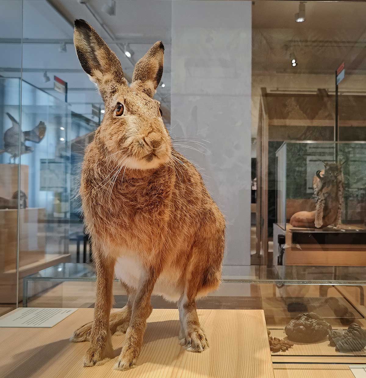 Naturmuseum Olten Beresowka Haare