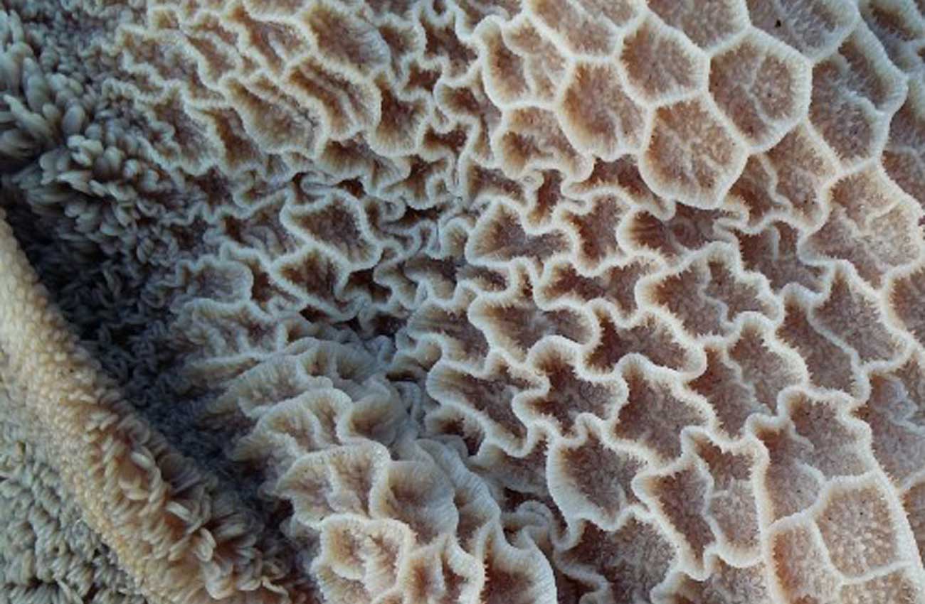 Naturmuseum Olten Zahnwechsel Elefanten