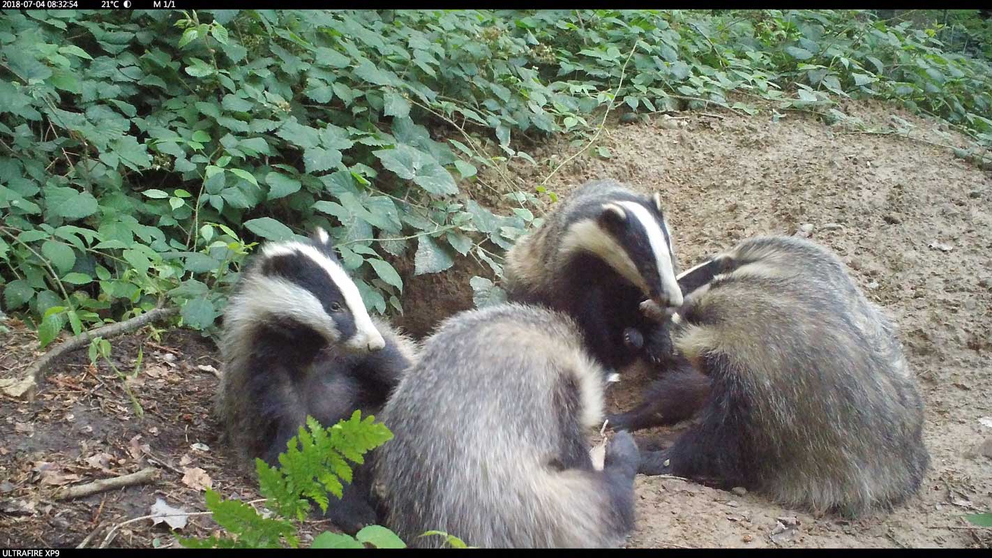 nmo blog 2 dachsgruppe