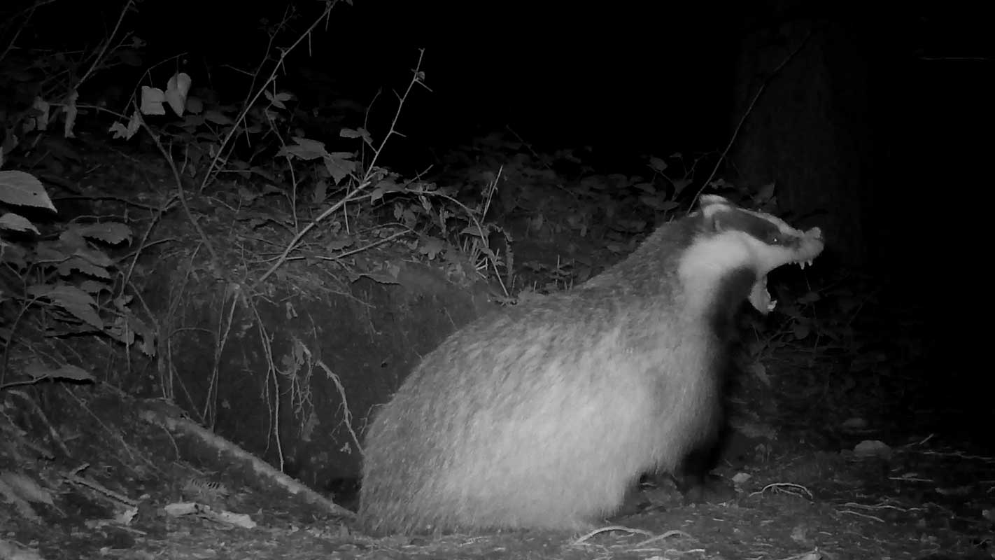 nmo blog 4 dachs gaehnt