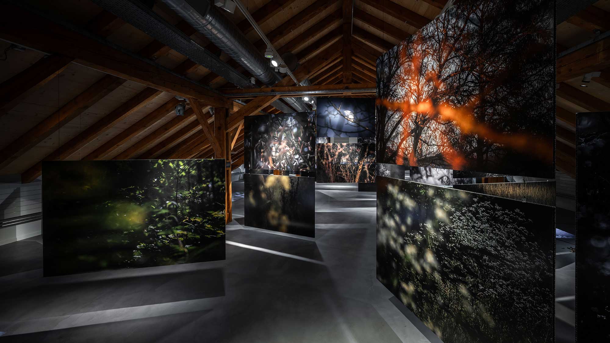 nmo blog 5 badender dachs 2024