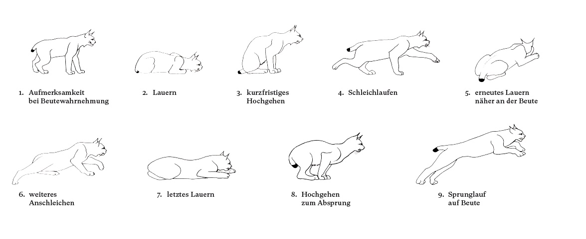 nmo blog 05 luchsgrafiken