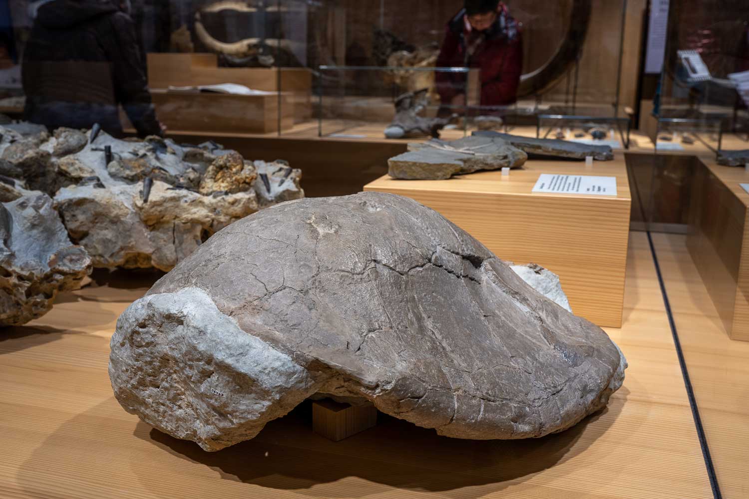 2 Plesiochelys Dauerausstellung neu