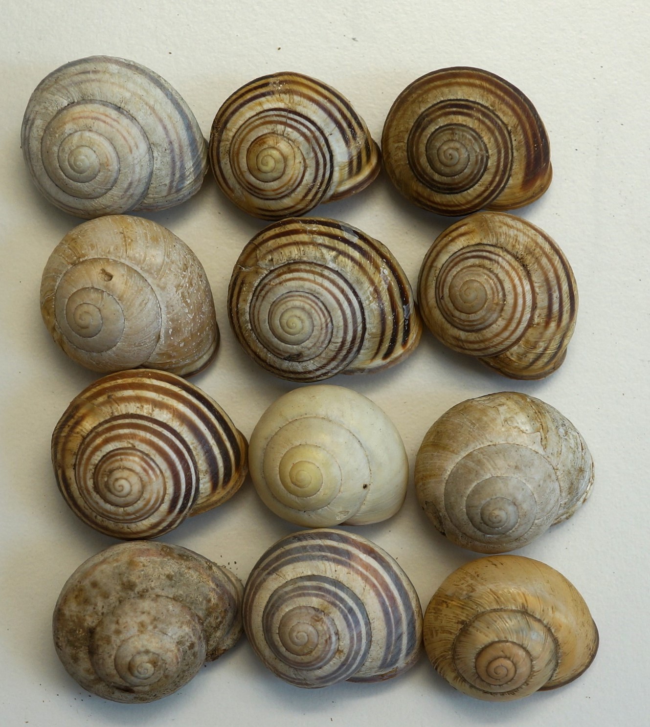 nmo blog 10 wolf von haegendorf