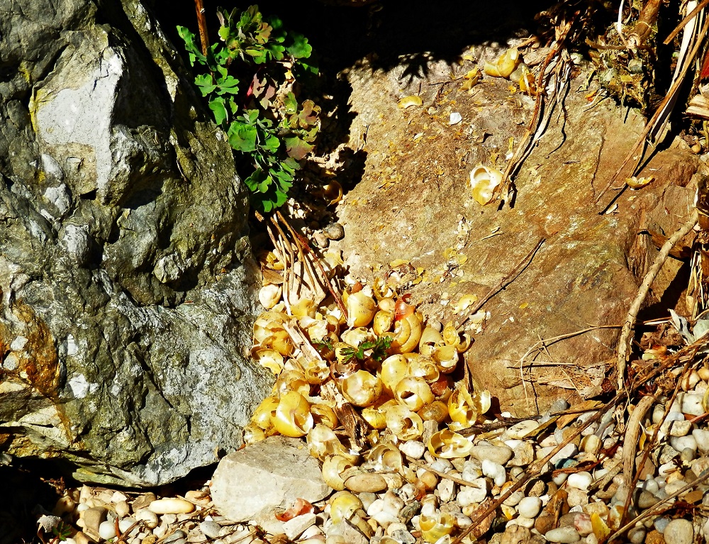 nmo blog 11 wolfspaar