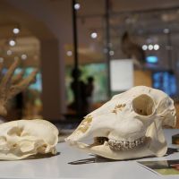 Ferienspecial im Naturmuseum