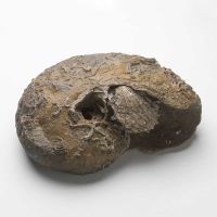 Mittagsführung «Paläontologische Schätze der Region»