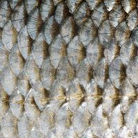 Zwergliführung «Schuppenhaut» 