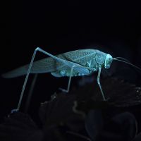 Exkursion «Insects and Stories: UV-Insektenpirsch»