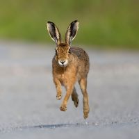 Zwergliführung «zu Fuss unterwegs»